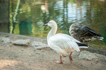 White  domestic goose on the poultry farm
