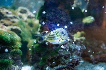 Fototapeta na wymiar Acanthurus lineatus. Fish swimming in the ocean, against a background of corals