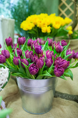 Beautiful bouquets of  purple  tulips buckets,  the theme of spring and March 8, greeting card