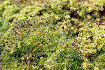 Green, yellow moss with flowers on the foundation, stone. Mocha texture