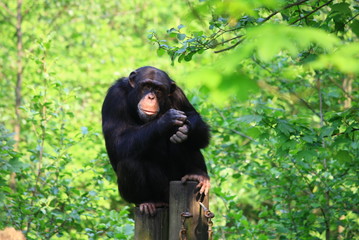 schimpanse