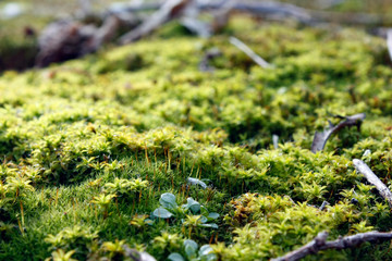 Green, yellow moss with flowers on the foundation, stone. Mocha texture