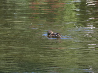 duck in the water