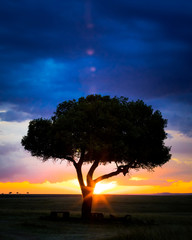 Sunset in the Masai Mara with tree silhouette, sunburst and light flare. Horizontal composition with space for text.