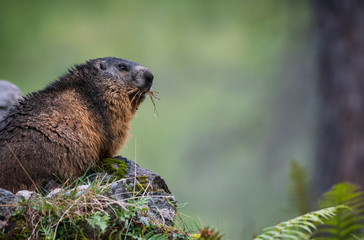 marmot on rock