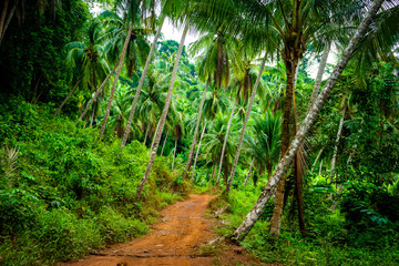 Chemin dans Nature palmiers arbre cocotiers de Thaïlande