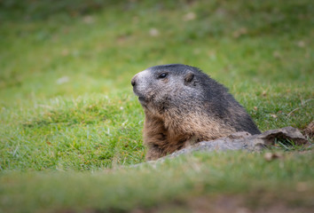 marmot in the grass