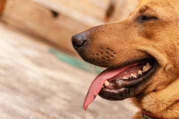 Dogs are tired and the tongue hanging because of the hot weather.