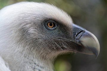 close-up view of beautiful Gyps rueppellii bird in wildlife