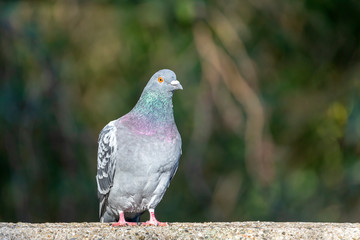 Photo of grey Pigeon sitting on stone fence