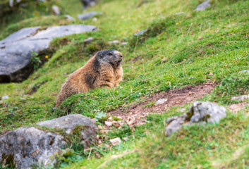 marmot in alps