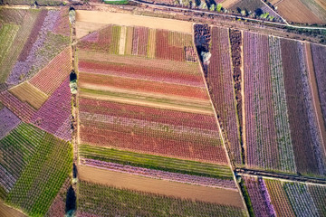 Fototapeta premium Orchard of peach trees bloomed in spring.Aerial shot with drone