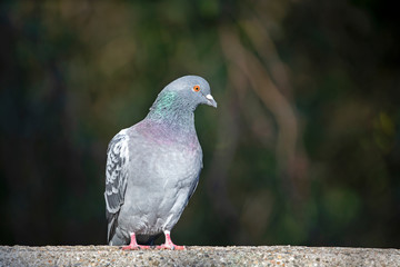 Photo of grey Pigeon sitting on stone fence