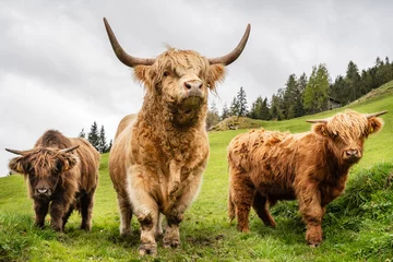 Crédence de cuisine en verre imprimé Highlander écossais highland cow