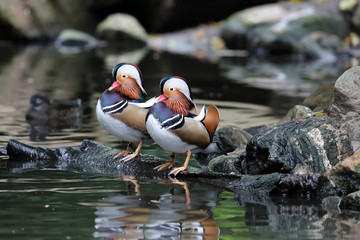 Mandarin duck on stones near water, close up