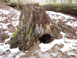 Ein alter Baumstumpf mit einem Dachsbau im Winter mit Laub und Schnee © HPE
