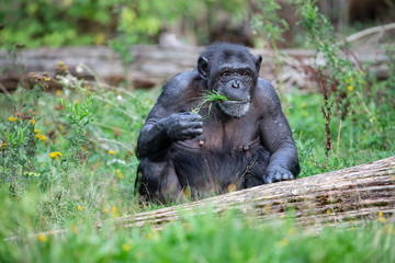 Female Chimpanzee eating grass in nature