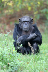 Cute Chimpanzee sitting on green grass in nature
