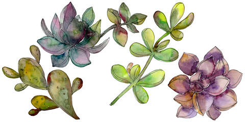 Jungle botanical succulent flower. Watercolor background illustration set. Isolated succulent illustration element.
