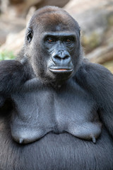 Gorilla portrait in natural habitat