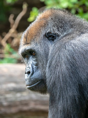 Obraz premium Gorilla portrait in natural habitat