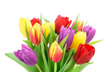 Bouquet of fresh multi colored tulips flowers isolated on a white background in close-up
