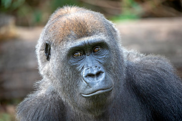 Gorilla portrait in natural habitat