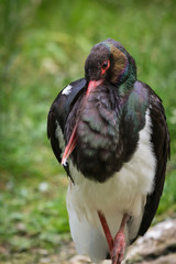 portrait of a black storch