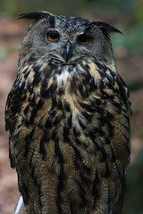 great horned owl