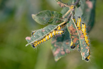 yellow Phalera bucephala caterpillars eating green leaves, close up