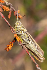 Big Grasshopper on branch with leaves, close up