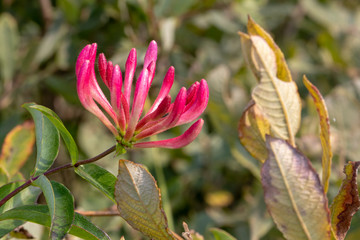 one honeysuckle flower outdoors with green leaves