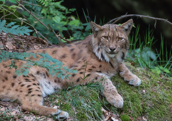 lynx on rock