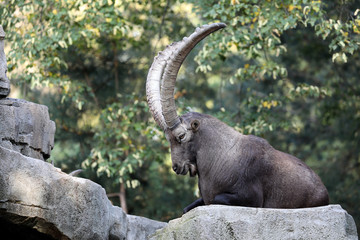 Alpine ibex portrait in natural habitat
