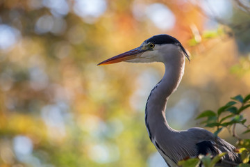 Grey heron with autumn background