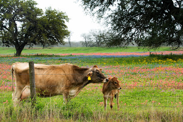 Calf in Wildflowers