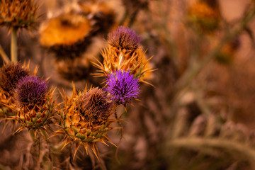 Flores de cardos en primavera  © Camilo