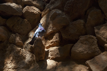 Blue rock pigeon on the stone