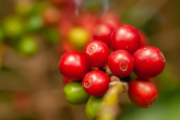 Coffee beans mature ready to pick up on tree - coffeea arabica