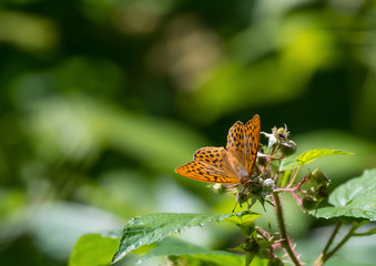 butterfly on flower