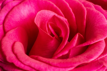 Scarlet rose bud.