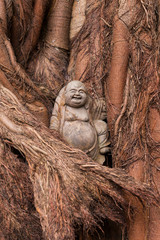 Small smiling Buddha statue set in banyan tree roots, Hanoi, Vietnam