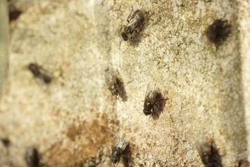 flies on the wall