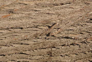  Background texture of tree bark