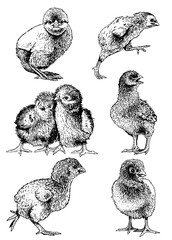 Graphical set chicks isolated on white, farm animal,vector © Vita
