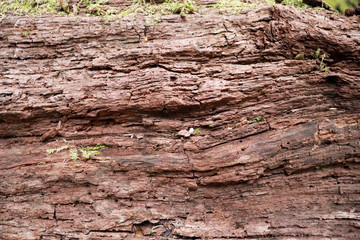 Tree bark texture background. - Image a tree of Thailand.