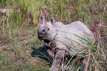 Irate female one-horned rhinoceros protecting her new-born baby seen in soft focus background, Chitwan National Park, Nepal