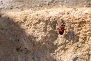 Firebugs close up or macro, Pyrrhocoris apterus