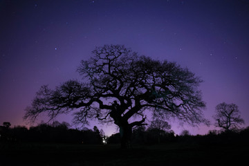 night tree