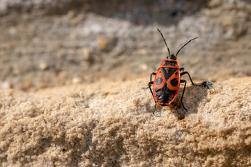 Firebugs close up or macro, Pyrrhocoris apterus